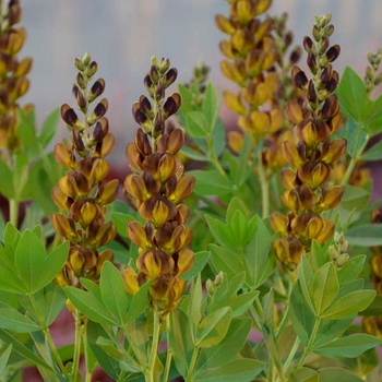 Baptisia 'Brownie Points' 