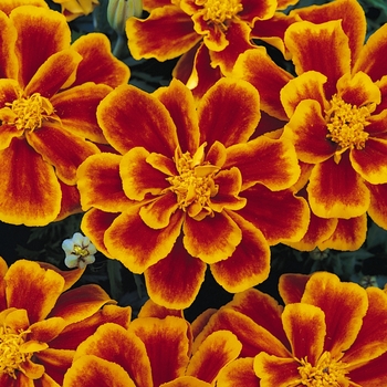 Tagetes patula Durango® Flame