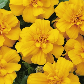 Tagetes patula