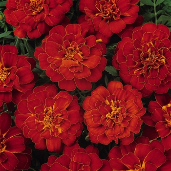 Tagetes patula