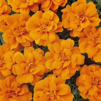 Tagetes patula