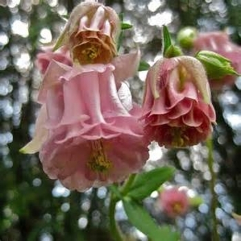 Aquilegia vulgaris 'Carol Ann' 