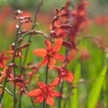 Crocosmia 'Babylon' 