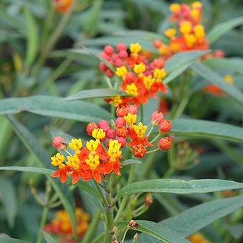Asclepias curassivica 'Red Butterflies' 