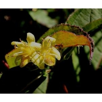 Diervilla lonicera 'Polar Flare™' Grepofl