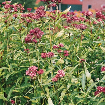 Asclepias incarnata 'Soulmate'