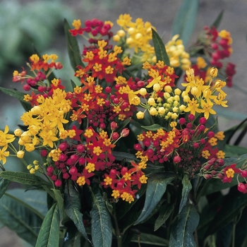 Asclepias curassavica 'Silky Mixture'