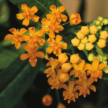 Asclepias currassavica 'Silky Gold' 