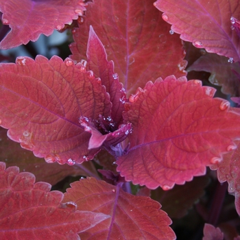 Coleus 'Big Red Judy' 