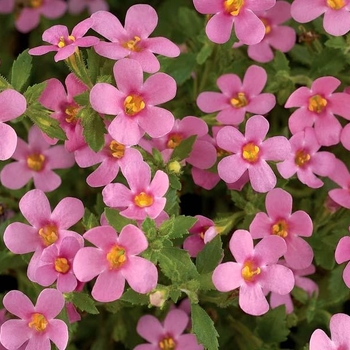 Sutera cordata 'Sky Blue' 