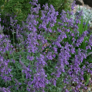 Nepeta 'Little Trudy®' Pfiske PP18904