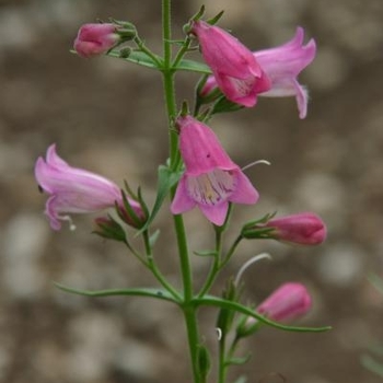 Penstemon x mexicali 'Carolyn's Hope' PPAF