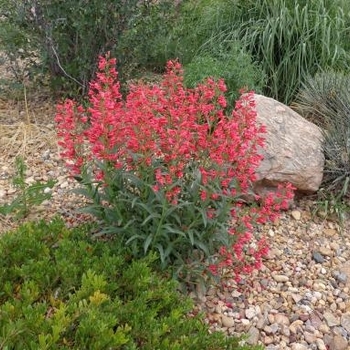 Penstemon barbatus 'Coral Baby' 