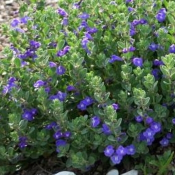 Scutellaria resinosa 'Smoky Hills' 