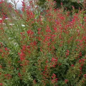 Scrophularia macrantha