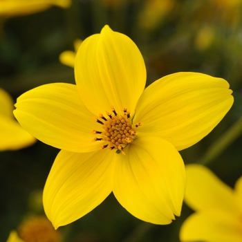 Bidens aurea 'Sunbeam' 