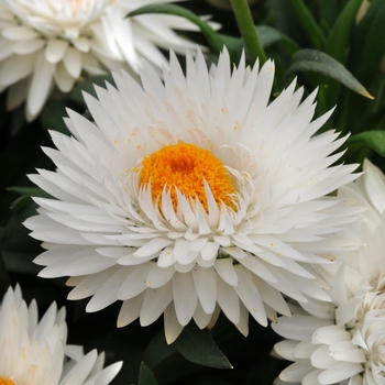 Bracteantha bracteata 'Jumbo Pure White' 