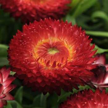 Bracteantha bracteata 'Jumbo Red' 