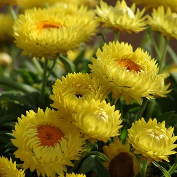 Bracteantha bracteata 'Jumbo Yellow' 