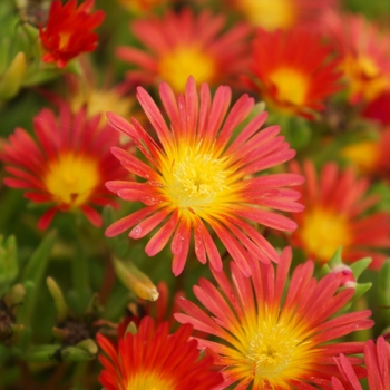 Delosperma 'WWODAY2' USPPAF