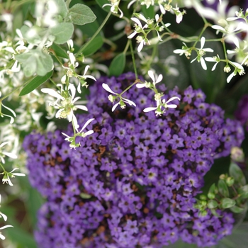 Heliotropium arborescens 'Marine'