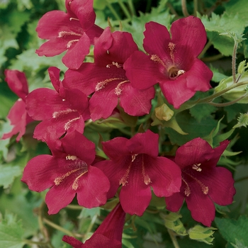 Lophospermum Lofos® 'Wine Red' (128278)