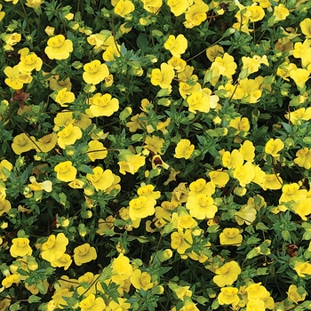 Mecardonia 'GoldDust®' (128281)