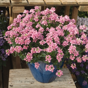 Nemesia 'Rose Pink' 