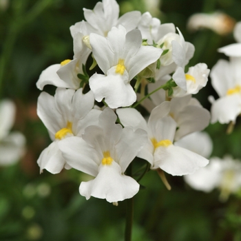 Nemesia 'White' 