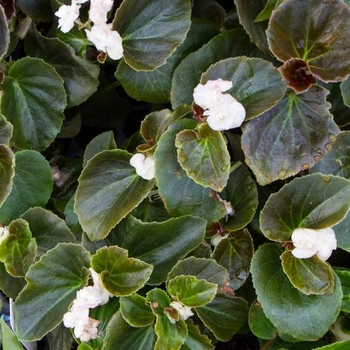 Begonia 'Snow White' 