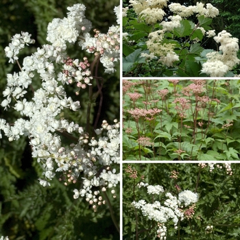 Filipendula 'Multiple Varieties' 