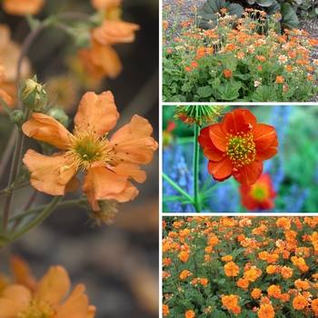 Geum 'Multiple Varieties' 