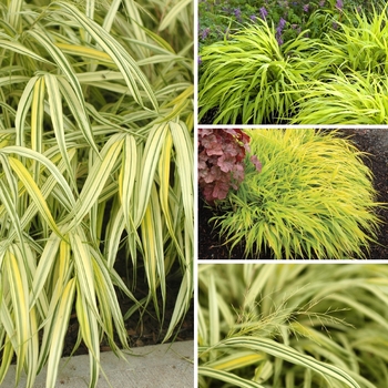 Hakonechloa 'Multiple Varieties' 