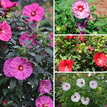 Hibiscus Summerific® Series