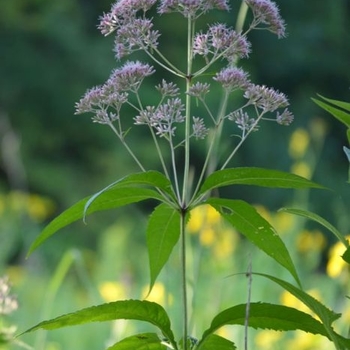 Eupatorium purpureum