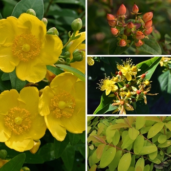 Hypericum 'Multiple Varieties' 