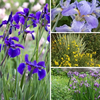 Iris 'Multiple Varieties' 