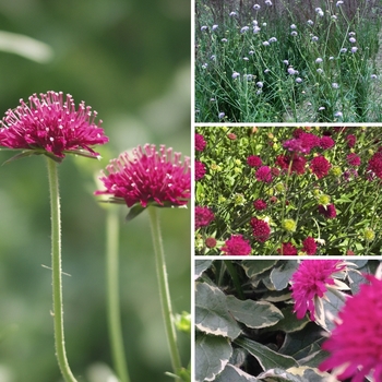 Knautia 'Multiple Varieties'