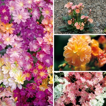 Lewisia 'Multiple Varieties'