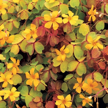 Oxalis vulcanicola 'Molten Lava™'