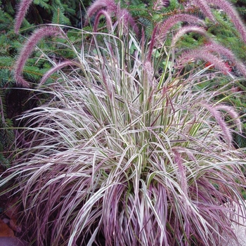 Pennisetum setaceum 'Cherry Sparkler'