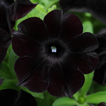 Petunia 'Black Magic' Dray68 PP25931