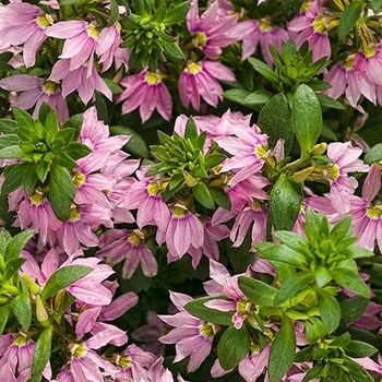 Scaevola aemula 'Pink Wonder®'