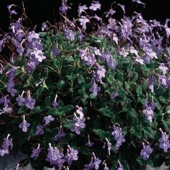 Streptocarpus saxorum 'Concord Blue' 