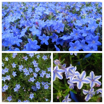 Lithodora diffusa