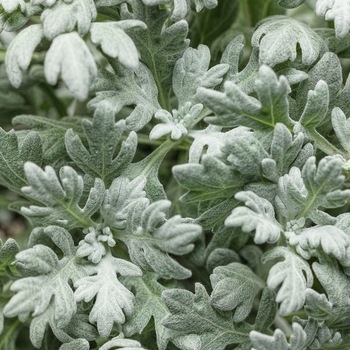 Artemisia stelleriana 'Silver Bullet®' 