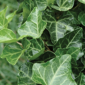 Hedera helix 'Thorndale'