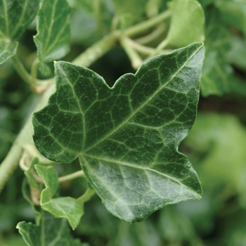 Hedera helix 'Baltica' 