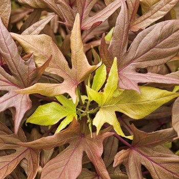 Ipomoea batatas Illusion® 'Garnet Lace'