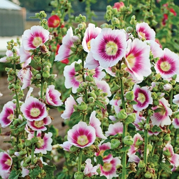 Alcea rosea Halo 'Blush'